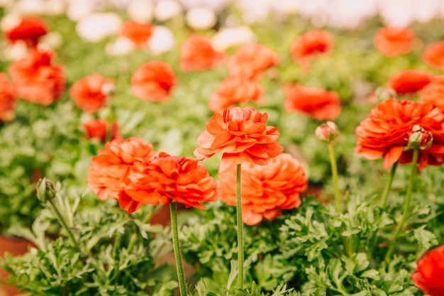 Flor de Ranunculus que florece en el verano o el día de primavera