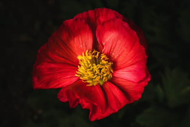 Flor roja y amarilla en flor