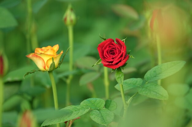 Flor roja y amarilla con un fondo desenfocado