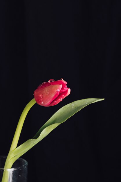 Flor roja aromática fresca con hojas verdes en rocío en jarrón.