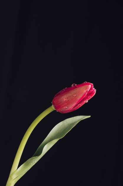 Flor roja aromática con hojas verdes en rocío.