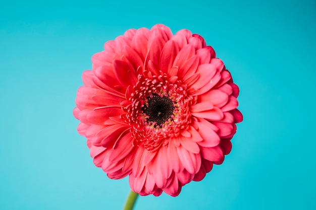 Flor roja en azul