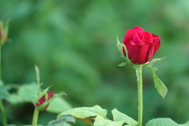 Flor roja en capullo con el fondo desenfocado