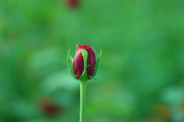 Flor roja en capullo con el fondo desenfocado