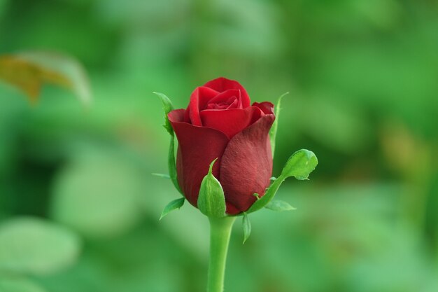 Flor roja en capullo con el fondo desenfocado