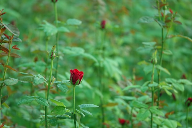 Flor roja en capullo con el fondo desenfocado