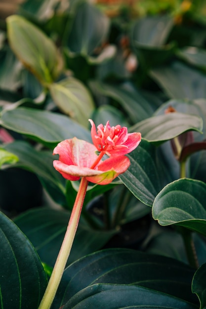 Flor roja exótica con hojas verdes.