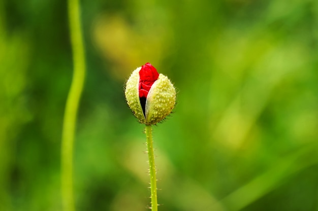 Flor roja floreciendo