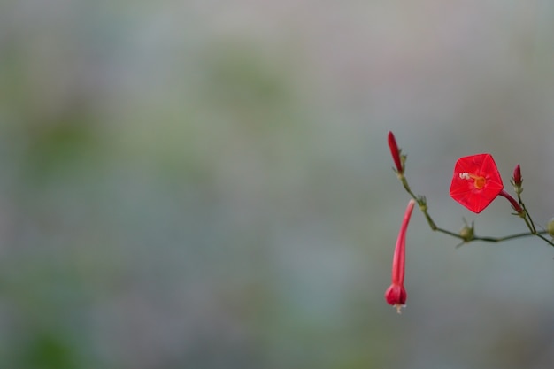 Flor roja con el fondo borroso