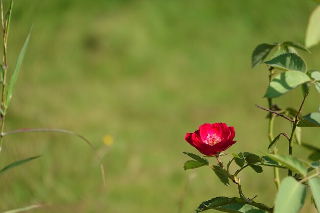 Flor roja con el fondo desenfocado