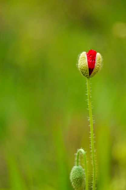 Foto gratuita flor roja con fondo difuso