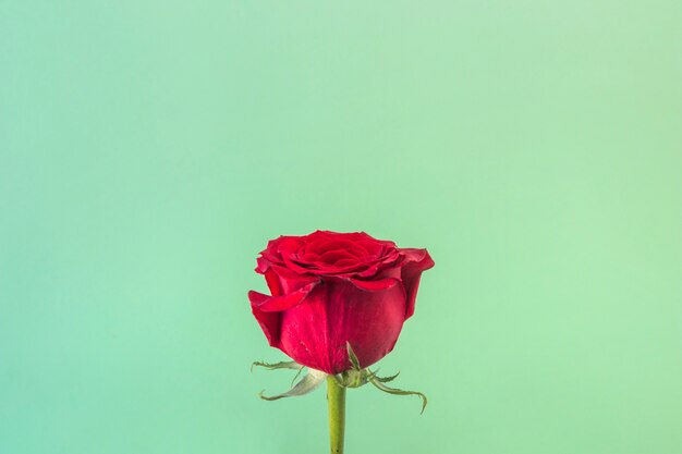 Flor roja fresca maravillosa