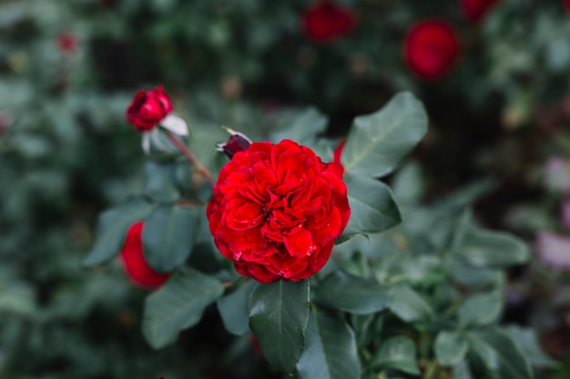 Flor roja hermosa que crece en jardín botánico