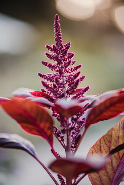 Flor roja en lente de cambio de inclinación