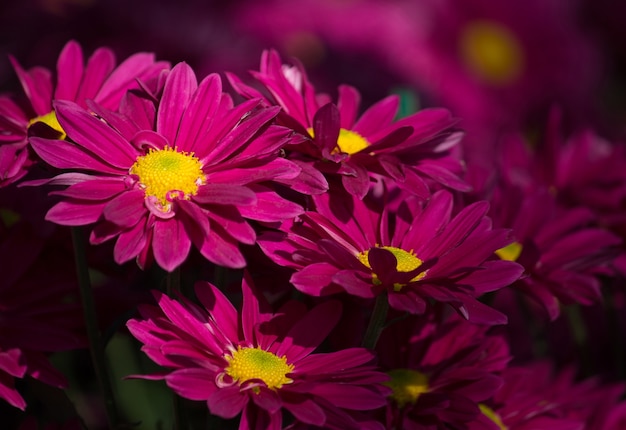 Flor roja de la margarita de los crisantemos