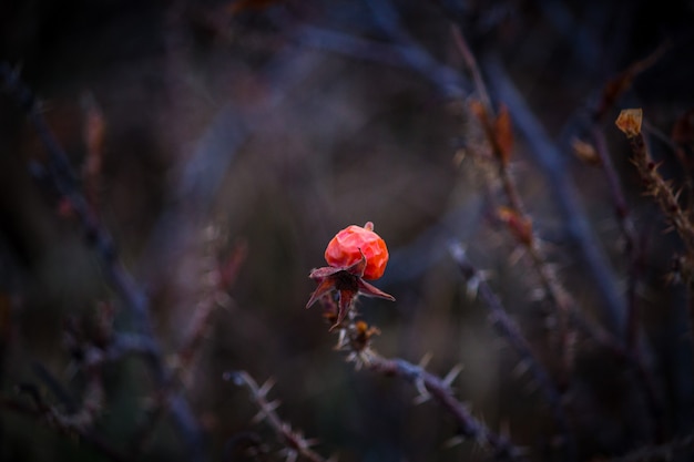 Flor roja sobre una rama espesa y seca con espinas