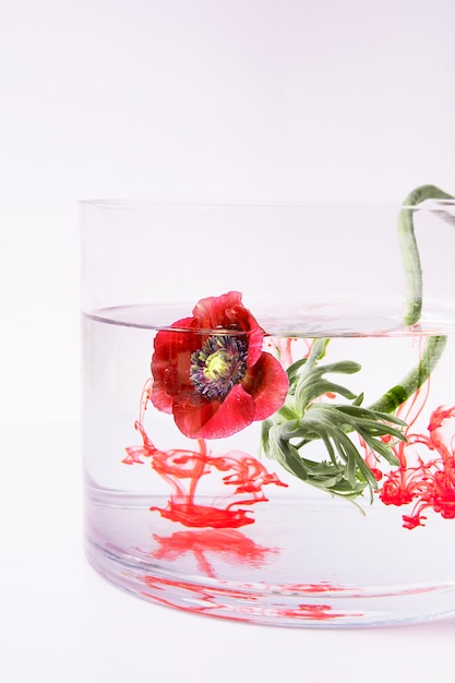 Flor roja en un vaso de agua con tinta.