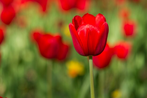 Flor roja