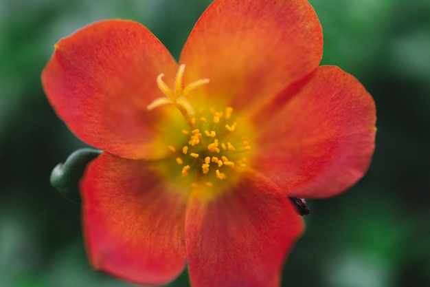 Flor roja