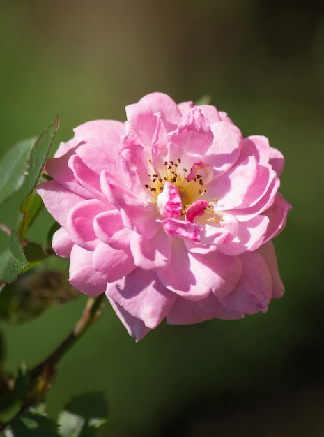 Flor de rosa blanca en un jardín