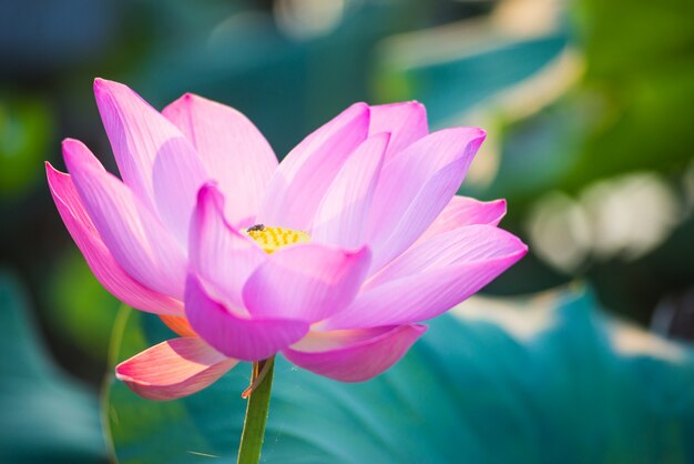 Flor rosa de cerca