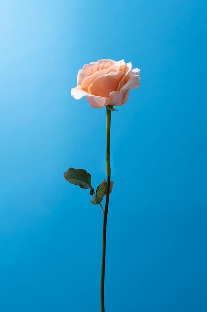 Flor de rosa en el cielo