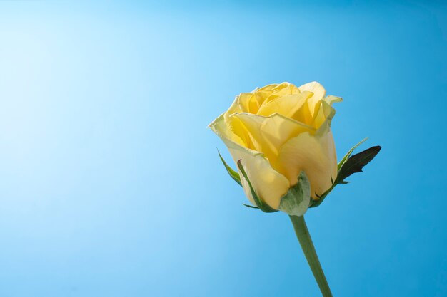 Flor de rosa en el cielo