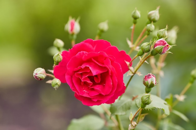 Foto gratuita flor de rosa de coral en el jardín de rosas vista superior