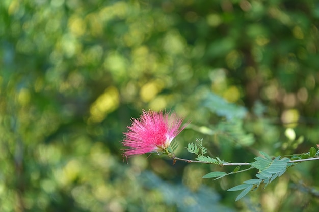 Flor rosa con el fondo desenfocado