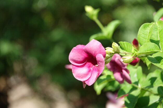 Flor rosa con el fondo desenfocado