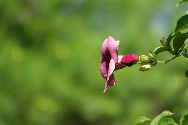 Flor rosa con el fondo desenfocado