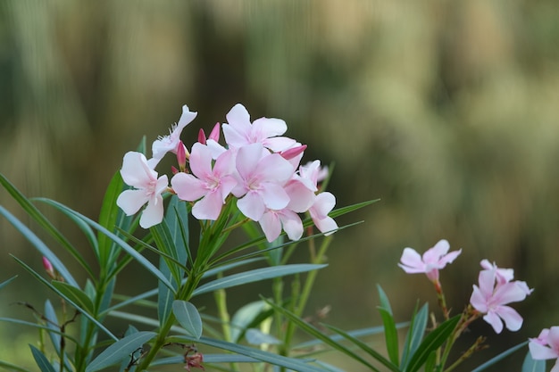 Flor rosa con el fondo desenfocado