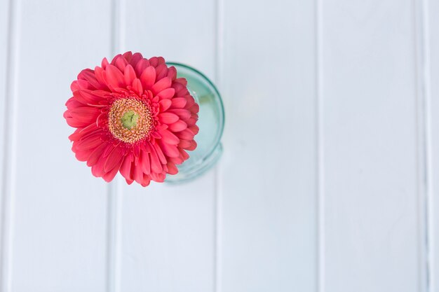 Flor rosa con fondo de superficie blanca