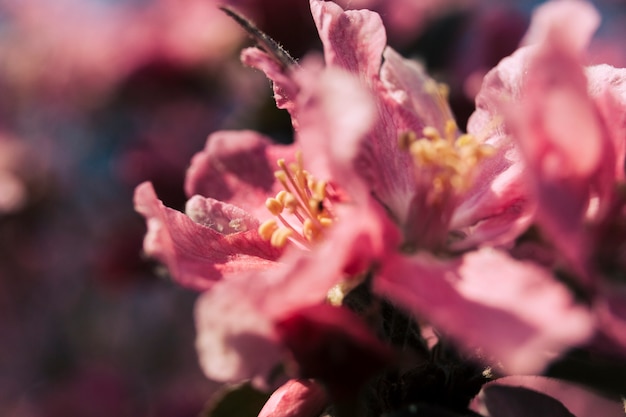 Flor rosa fresca que florece al aire libre