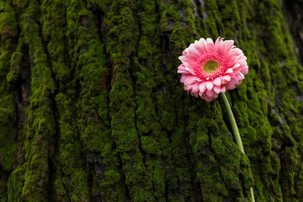 Flor rosa gerbera en corteza de árbol