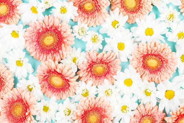 Flor rosa gerbera con fondo de flores blancas