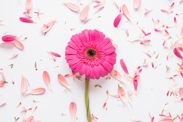 Foto gratuita flor rosa gerbera con pétalos en mesa blanca