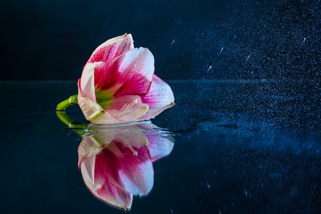 Flor rosa con gotas de agua sobre fondo azul oscuro.