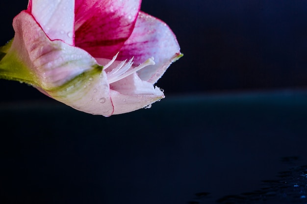 Foto gratuita flor rosa con gotas de agua sobre fondo azul oscuro.