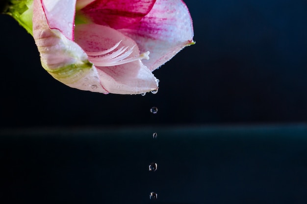 Flor rosa con gotas de agua sobre fondo azul oscuro.