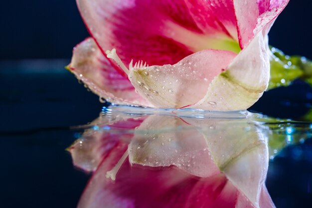 Flor rosa con gotas de agua sobre la pared azul oscuro