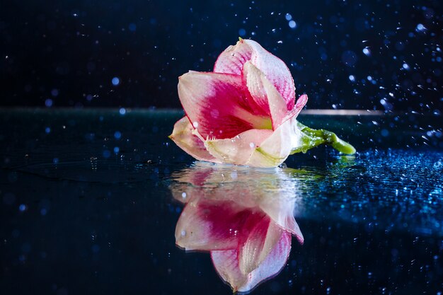 Flor rosa con gotas de agua sobre la pared azul oscuro