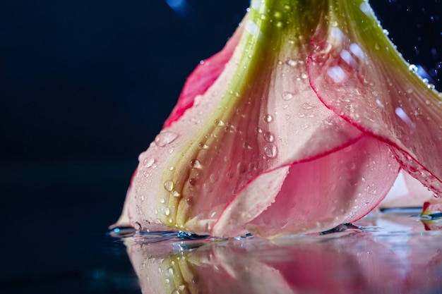 Flor rosa con gotas de agua sobre la superficie azul oscuro
