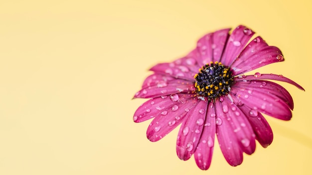 Foto gratuita flor rosa con gotas de agua