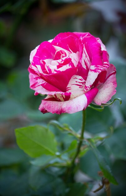 Flor rosa en un jardín