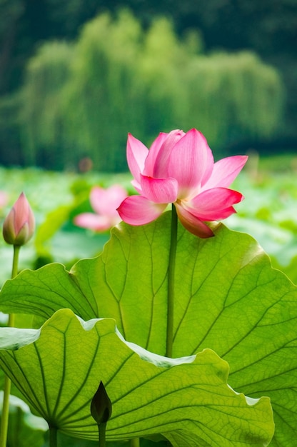 Flor rosa en un lago