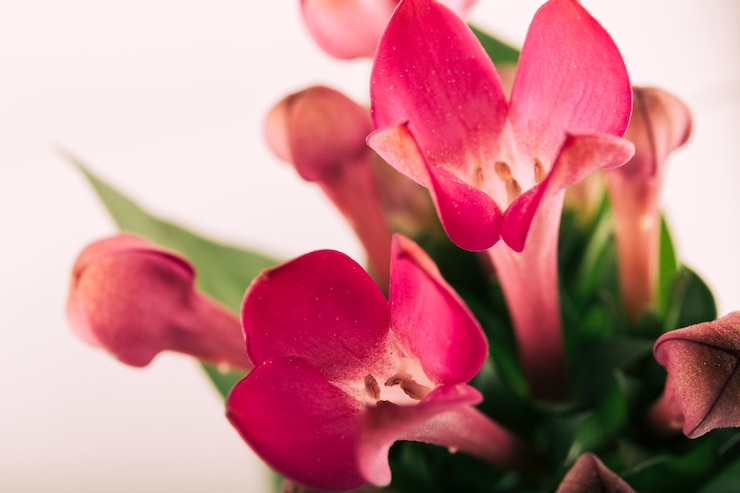 Foto gratuito flor rosa lila de primavera