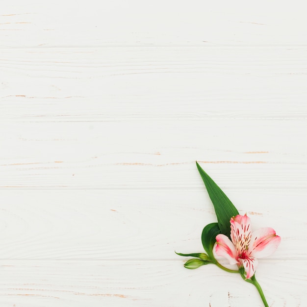 Flor rosa en mesa de madera