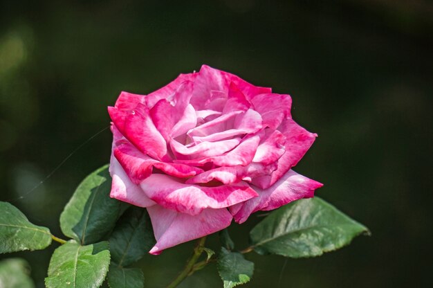 Flor rosa con partes blancas
