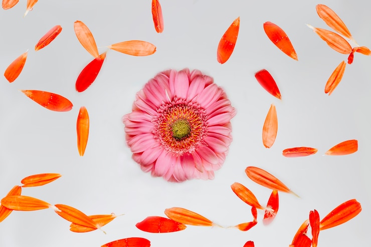 Foto gratuito flor rosa y pétalos